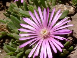 Delosperma